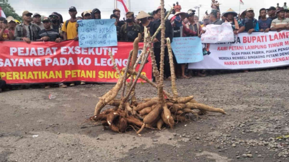 Ribuan Petani singkong atau ubi kayu yang tergabung dalam Paguyuban Petani Singkong Lampung Timur menggelar aksi di depan kantor Bupati, Senin 23 Desember 2024 - foto doc ist