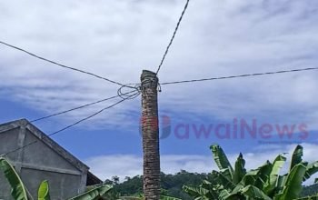 tiang listrik terbuat dari pohon kelapa di Pekon Sukaraja, Kecamatan Semaka, Kabupaten Tanggamus, Lampung mengkhawatirkan