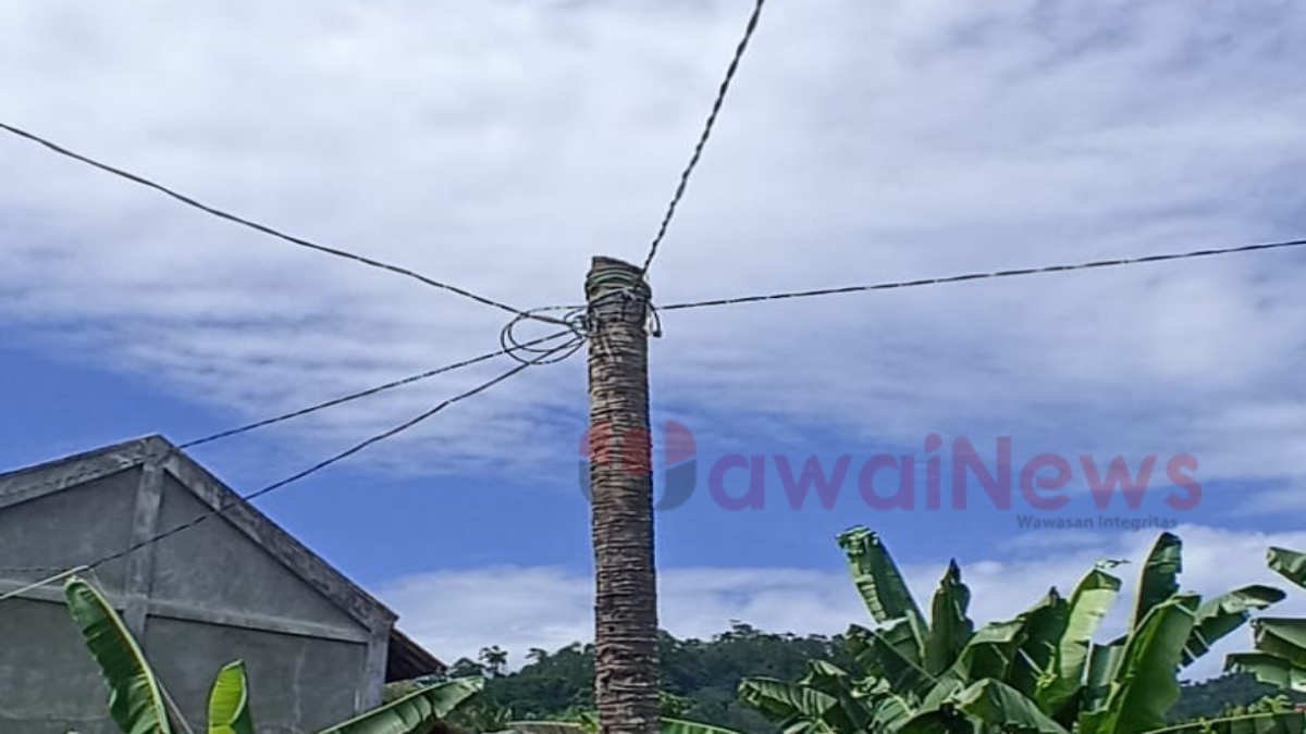 tiang listrik terbuat dari pohon kelapa di Pekon Sukaraja, Kecamatan Semaka, Kabupaten Tanggamus, Lampung mengkhawatirkan