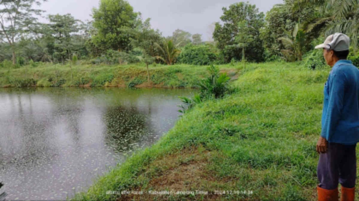 Lokasi pembuangan limbah dari areal peternakan kandang Babi di Biding C, Desa GPJ, Sekampung Udik, Lampung Timur, Kamis 19 Desember 2024 - foto Jali