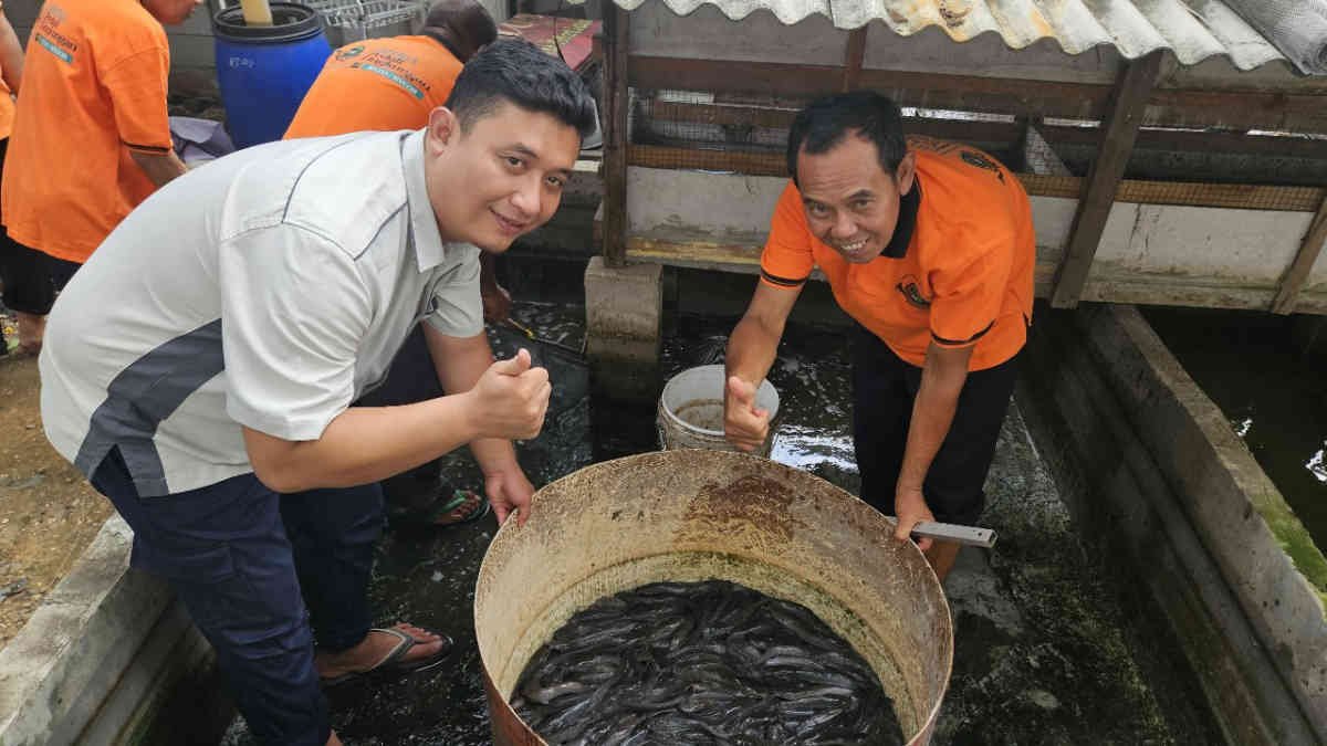 Perwakilan manajemen FajarPaper, Leonard Lumenta saat melaksanakan panen ikan lele sebagai hasil budidaya mandiri, di RT 3, Desa Telaga Murni, Kabupaten Bekasi, pada 17 Desember 2024.