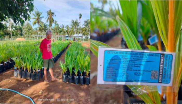 Melihat Lokasi Penyemaian Bibit Kelapa Genjah Kuning Bali di Sekampung Udik
