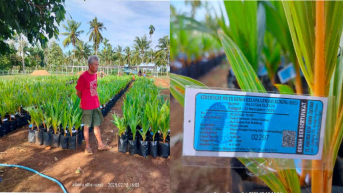 Ada Penyemaian bibit Kelapa Genjah Kuning di Sekampung Udik, Lampung Timur di areal seluas 2 hektar - foto Jali