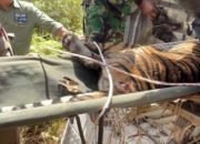 Lagi, Harimau Sumatera Berhasil Masuk Kandang Jebakan di Pesibar