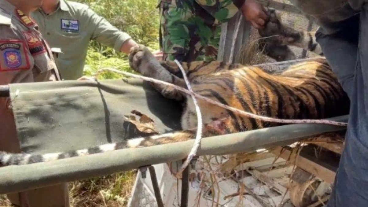 Foto: Seekor Harimau Sumatera berhasil masuk ke dalam kandang jebak yang dipasang di sejumlah titik di Pekon Rawas pada Senin 17 Februari 2025, (foto_dl)