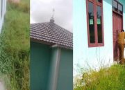 Terbengkalai, Begini Kondisi Musala di Kantor Kecamatan Kota Agung Timur Ditumbuhi Rumput Liar