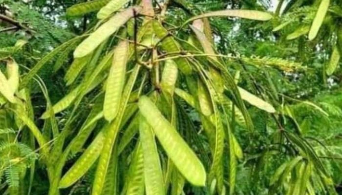 Petai Cina: Si Kecil yang Punya Segudang Manfaat untuk Kesehatan