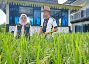 Dukung Asta Cita Presiden, Bendahara PWI Kepri Budidaya Tanaman Padi di Pekarangan Rumah