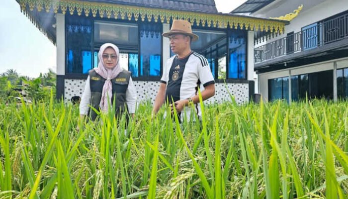 Dukung Asta Cita Presiden, Bendahara PWI Kepri Budidaya Tanaman Padi di Pekarangan Rumah