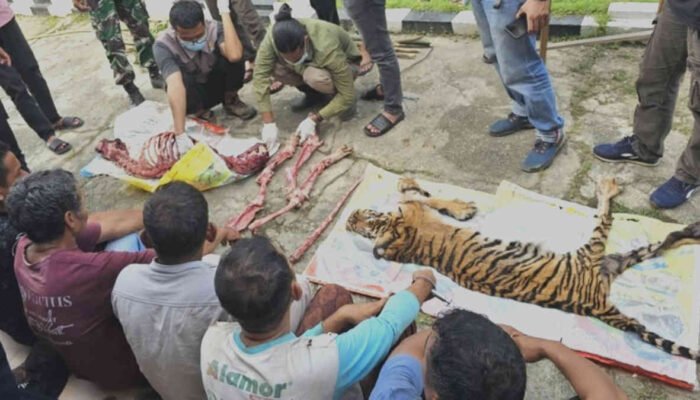 Sadis! Harimau Dikuliti Setelah Masuk Jerat Babi di Rohul