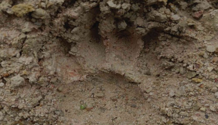 Waspada, Jejak Kaki Harimau Ditemukan di Areal Peladangan Wilayah Perbatasan TNWK