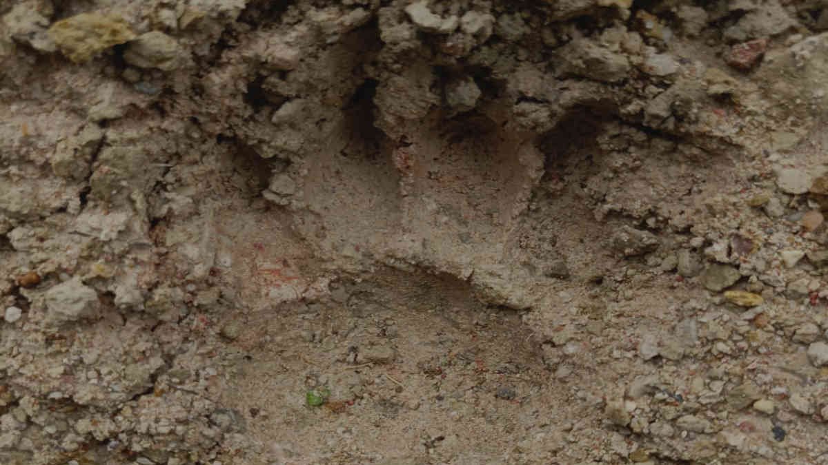 Jejak Kaki diduga Harimau Sumatera di Perbatasan TNWK dan peladangan warga di Desa Muara Jaya, Sukadana, Lampung Timur ditemukan pada 4 Maret 2025 - foto doc ist