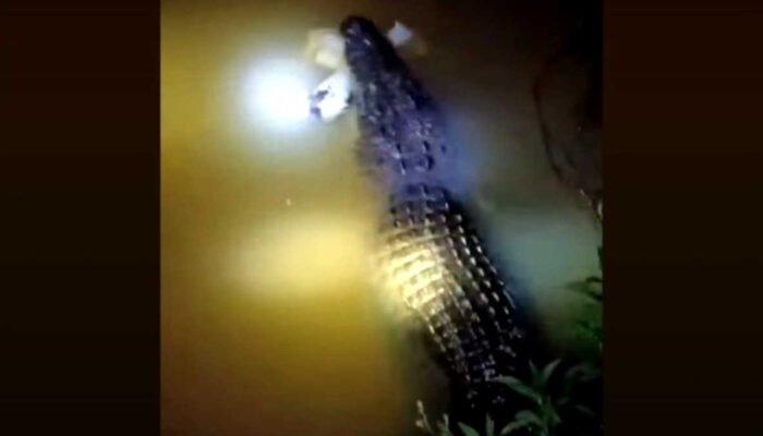 Buaya Muara di Sungai Way Jepara Lampung Timur Berhasil Ditangkap