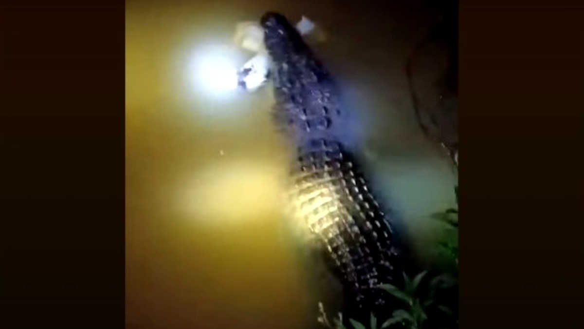 Buaya Muara ukuran 4 meteran di Sungai Way Jepara-Kuala Penet, Lampung Timur berhasil ditangkap tim ahli, Jumat 18 April 2025. - foto doc.