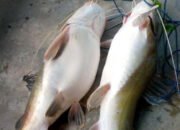 Ikan Baung Jadi Primadona Miliki Banyak Manfaat Bagi Kesehatan