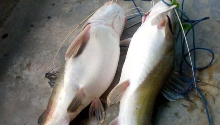 Ikan Baung Jadi Primadona Miliki Banyak Manfaat Bagi Kesehatan