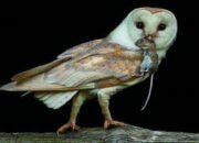 Burung Hantu, Bisa Jadi Solusi Alami Petani untuk Basmi Hama Tikus
