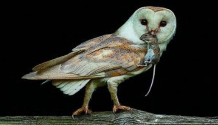 Burung Hantu, Bisa Jadi Solusi Alami Petani untuk Basmi Hama Tikus