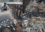 Lapor! Iyai Mirza, Limbah Industri Cemari Way Sekampung di Lampung Timur, Ribuan Ikan ‘Mabok’