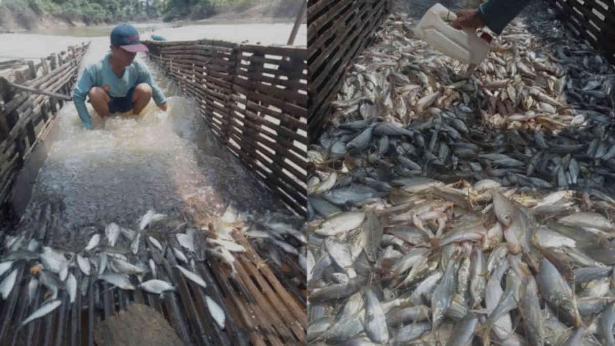 Limbah kembali cemari Way Sekampung di Lampung Timur, ribuan ikan mabok, nelayan pun merana, pemerintah hanya diam meski kondisi limbah terjadi bertahun-tahun, terlihat ikan ngampar gegara limbah di lasatan salah satu sekitar Sekampung Udik, Lamtim, Rabu 7 Mei 2025 - foto Jali