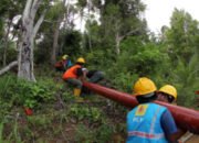 Polemik Program Lisdes, Sekdes Pekon Atar Lebar Tanggamus Klaim Penebangan Pohon Izin Pemilik