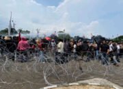 Tatakelola Distribusi Ubi Kayu di Lampung Amburadul, Mulai dari Impor hingga Monopoli Lahan