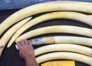 Polisi Tangkap 4 Pemain Gading Gajah yang Dijual Melalui Medsos