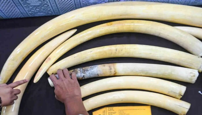 Polisi Tangkap 4 Pemain Gading Gajah yang Dijual Melalui Medsos