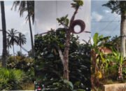 NGERI! Kabel Listrik Bergelantungan di Pohon Lahan Register 38 Lampung Timur, PLN Sengaja Membiarkan?