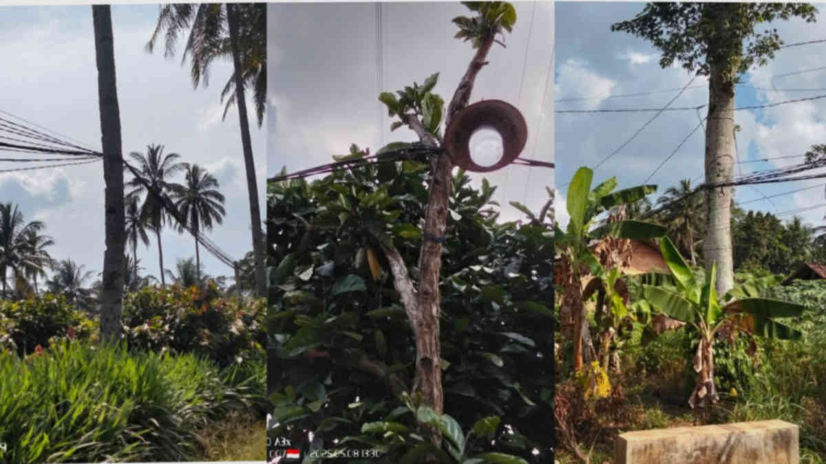 kabel listrik bergelantungan di pohon lahan register 38, Lampung Timur. Kondisi itu disengaja oleh pihak PLN dengan memasang meteran di lokasi tersebut, tapi menolak pasang tiang dengan alasan lahan register - foto kolase Onyenk