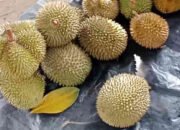 Durian di Luar Musim, Rezeki Tak Terduga dari Kota Agung