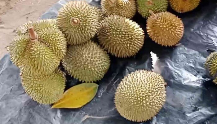 Durian di Luar Musim, Rezeki Tak Terduga dari Kota Agung