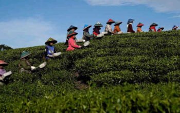 Pemdaprov Jabar Alihkan Kebun Sayur di Lereng Curam Menjadi Teh