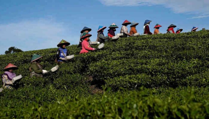 Pemdaprov Jabar Alihkan Kebun Sayur di Lereng Curam Menjadi Teh