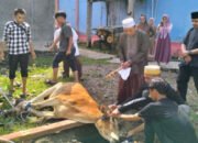 STEBI Tanggamus Sembelih Hewan Kurban, Tebar Nilai Solidaritas dan Kepedulian