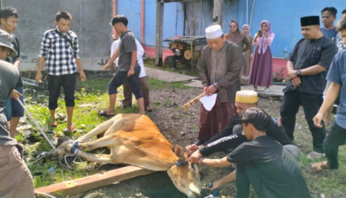 STEBI Tanggamus Sembelih Hewan Kurban, Tebar Nilai Solidaritas dan Kepedulian