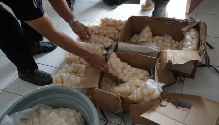 Telur Penyu Lintas Negara: Dari Tambelan ke Sarawak, Lewat Jalur Darat dan Jalur TNI