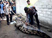 Buaya Raksasa 4,5 Meter Pemangsa Manusia di Sungai Way Semaka Tanggamus Akhirnya Ditangkap!
