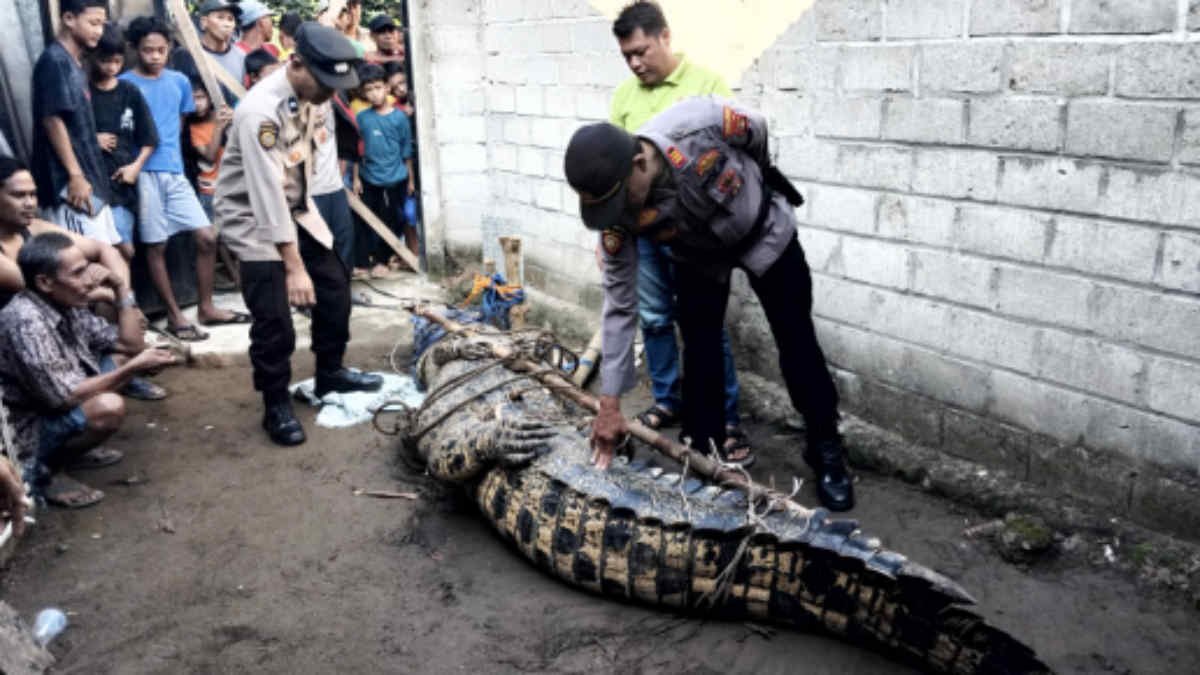Foto: Seekor buaya muara raksasa sepanjang 4,5 meter dengan lingkar tubuh 60 cm berhasil ditangkap hidup-hidup oleh tim gabungan, Kamis malam (3/7/2025) sekitar pukul 20.00 WIB