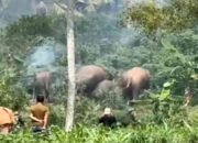 Gajah Kembali Tinjau Pemukiman Warga di Way Jepara, Hektaran Tanaman Rusak