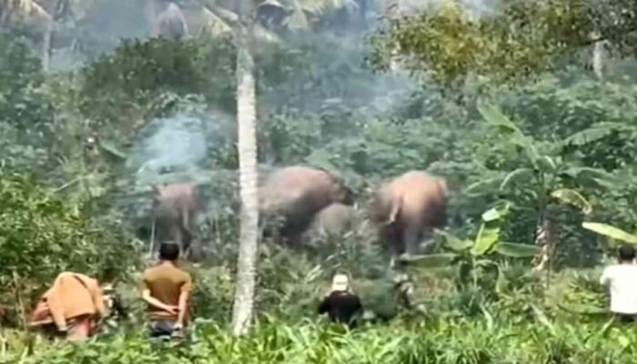 Gajah Kembali Tinjau Pemukiman Warga di Way Jepara, Hektaran Tanaman Rusak