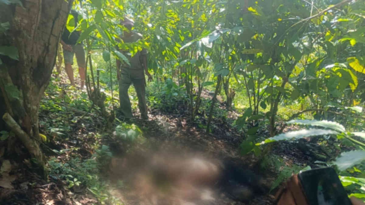 Foto: Mayat misterius itu ditemukan dalam kondisi terlantar, tanpa pakaian bagian atas, hanya mengenakan celana jeans hitam di lokasi kebun kopi milik warga di Pekon Batu Patah, pada Rabu 3 Juli 2025, (foto_nm/hm)