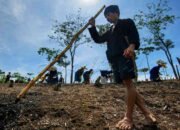 Petani Badui Buka Ladang, Tanam Huma, dan Bungkam Isu Kelaparan