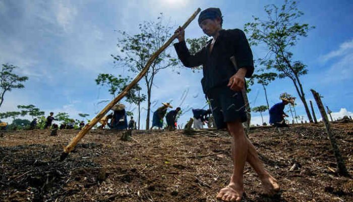 Petani Badui Buka Ladang, Tanam Huma, dan Bungkam Isu Kelaparan
