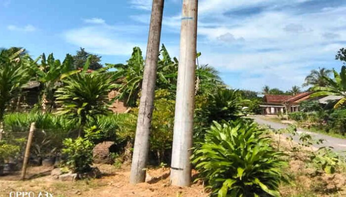 Warga Tanjung Sari Protes Tiang Listrik ‘Siluman’ Milik Kandang Ayam Dipasang Tanpa Permisi