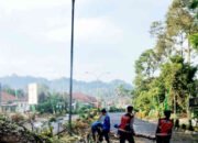Pohon Tua Tumbang di Gerbang Pemkab Tanggamus, Simbol Mistis di Tengah Euforia HUT RI ke-80