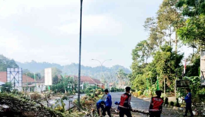 Pohon Tua Tumbang di Gerbang Pemkab Tanggamus, Simbol Mistis di Tengah Euforia HUT RI ke-80