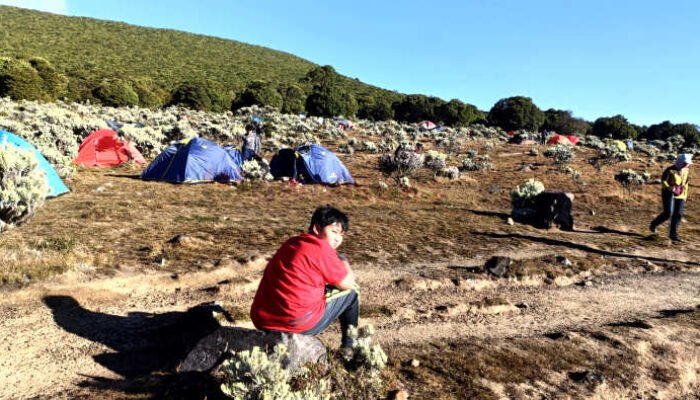 Gunung Gede Rasa Festival, Ribuan Pendaki Ngecamp di Surya Kencana, Tenda Lebih Banyak dari Warteg