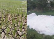 Ratusan Hektar Sawah di Utara Bekasi Kekeringan, Air Hilang, Busa Datang