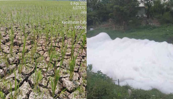 Ratusan Hektar Sawah di Utara Bekasi Kekeringan, Air Hilang, Busa Datang